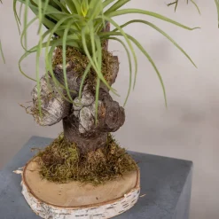 Kleine Tillandsie | 40 cm