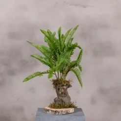 Kleiner Farnbusch, einfach gefiedert | 40 cm