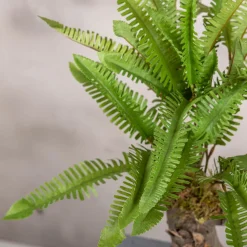 Kleiner Farnbusch, einfach gefiedert | 40 cm