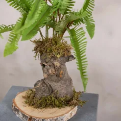 Kleiner Farnbusch, einfach gefiedert | 40 cm