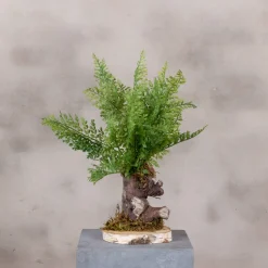 Kleiner Farnbusch, mehrfach gefiedert | 40 cm