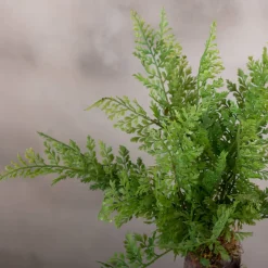 Kleiner Farnbusch, mehrfach gefiedert | 40 cm