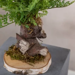 Kleiner Farnbusch, mehrfach gefiedert | 40 cm