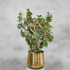 Kunstpflanze Aida | 80 cm