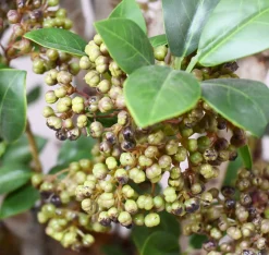 Kunstpflanze Aida | 80 cm