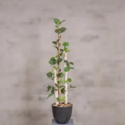 Kunstpflanze Birke | Grün | 120cm