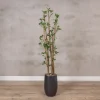 Kunstpflanze Ficus | Grün | Mit Topf | 160cm