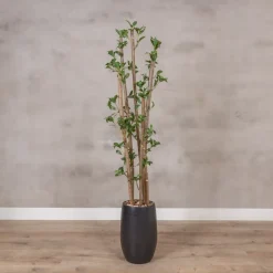 Kunstpflanze Ficus | Grün | Mit Topf | 160cm