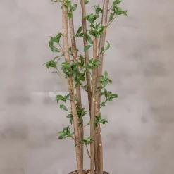 Kunstpflanze Ficus | Grün | Mit Topf | 160cm