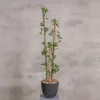 Kunstpflanze Ficus | Grün | 120cm