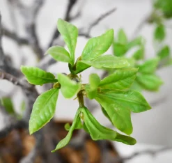 Kunstpflanze Vera | 80 cm