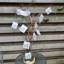 Luxus Wunschbaum | Naturbelassen | 150cm