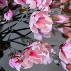 Magnolienbaum | Rosa | 180 cm