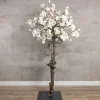 Magnolienbaum | Weiß | 180 cm