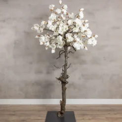 Magnolienbaum | Weiß | 180 cm