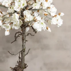 Magnolienbaum | Weiß | 180 cm