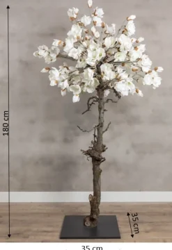 Magnolienbaum | Weiß | 180 cm