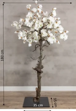 Magnolienbaum | Weiß | 180 cm
