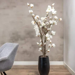 Magnolienstrauch Valerie | Weiß | Ohne Topf | 150 cm