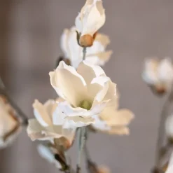 Magnolienstrauch Valerie | Weiß | Ohne Topf | 150 cm