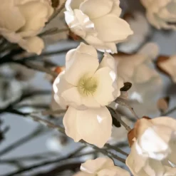 Magnolienstrauch Valerie | Weiß | Mit Topf | 150 cm