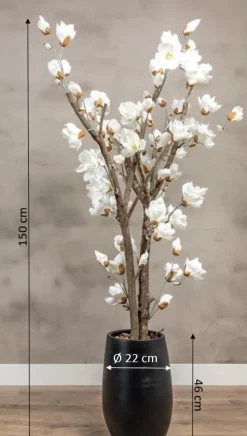 Magnolienstrauch Valerie | Weiß | Mit Topf | 150 cm