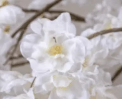 Mini-Blütenbaum Juliette | Weiß | 70 cm