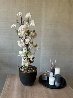 Mini-Blütenbaum Juliette | Weiß | 70 cm