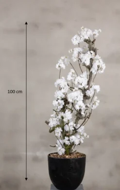 Mini-Blütenbaum Juliette | Weiß | 100 cm