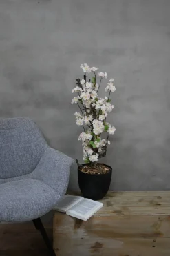 Mini-Blütenbaum Sterre | Weiß mit einem Hauch von rosa | 70 cm