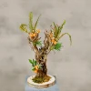 Mini-Mimosenbaum | 40cm