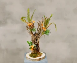 Mini-Mimosenbaum | 40cm