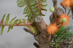 Mini-Mimosenbaum | 40cm