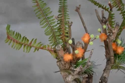 Mini-Mimosenbaum | 40cm