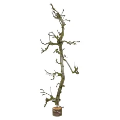 Obstbaum klein | Natürlich | 120cm