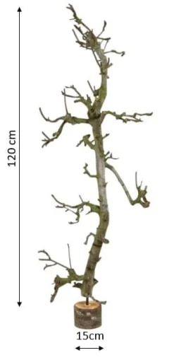 Obstbaum klein | Natürlich | 120cm