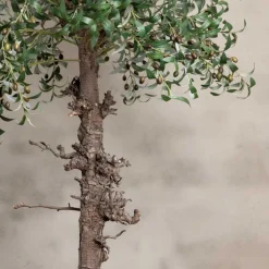 Olivenbaum | 180cm