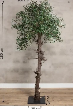 Olivenbaum | 180cm