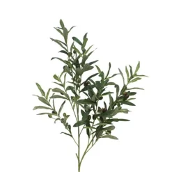 Olivenzweig | 100cm