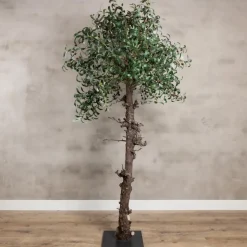Olivenzweig | 100cm