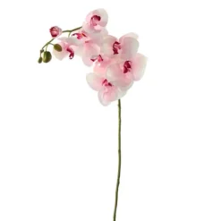 Orchidee | Weiß/Fuchsia | 60cm