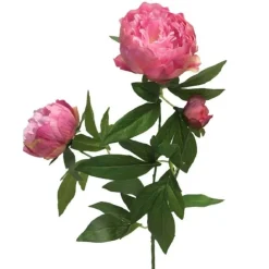 Pfingstrose | Rosa | 70cm