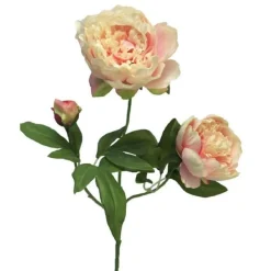 Pfingstrose | Rosa-Weiß | 70cm