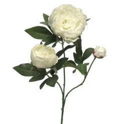 Pfingstrose | Weiß | 70 cm