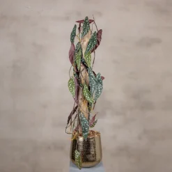 Punkt Pflanze Blatt auf Stamm | Rot-Grün | 100cm