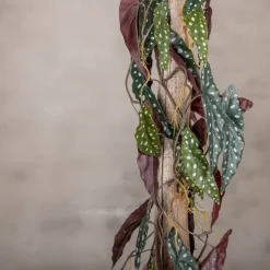 Punkt Pflanze Blatt auf Stamm | Rot-Grün | 100cm