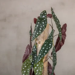 Punkt Pflanze Blatt auf Stamm | Rot-Grün | 100cm