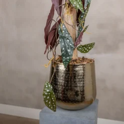 Punkt Pflanze Blatt auf Stamm | Rot-Grün | 100cm