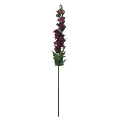 Rittersporn | Aubergine | 70cm