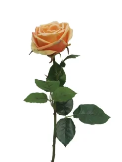 Rosenzweig | Helllachs | 60cm